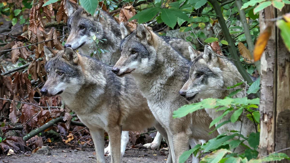 Why did the pack of wolves need to be euthanised? Scientists explain why the 'last resort' measure was taken for the entire group - and not just a few animals