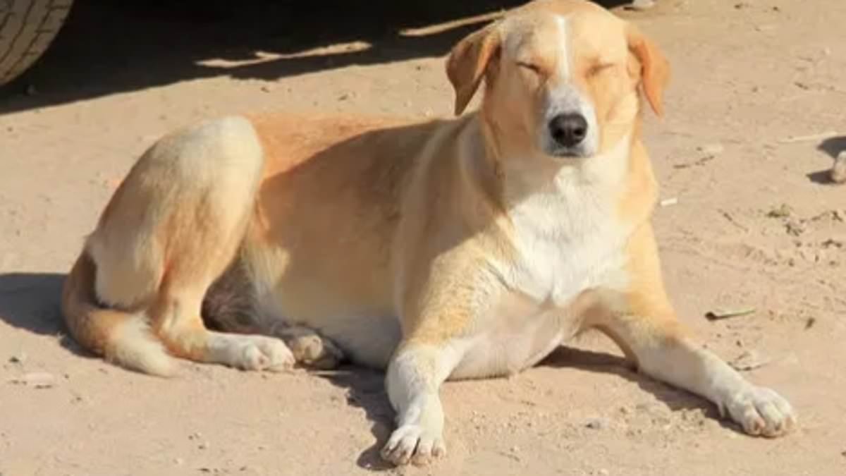 Morocco's culling of dogs - to 'clean up' in time for the 2030 World Cup - is barbaric, writes actor PETER EGAN