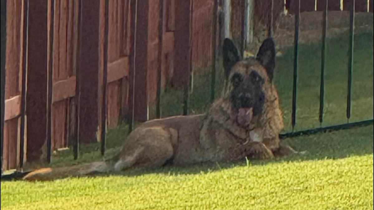 Confused German shepherd dumped on hot street by cruel owner before loyally waiting in vain for them to return