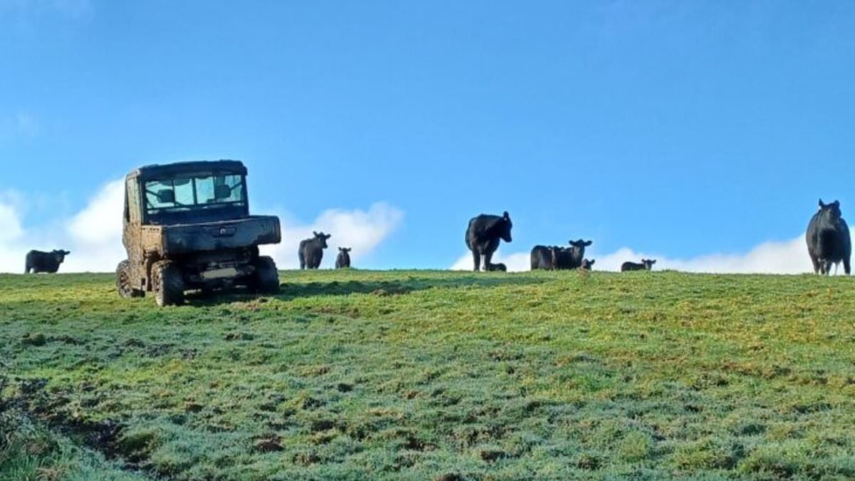 Firefighters rescue dog walker from tree after he spent more than an hour hiding from an angry cow