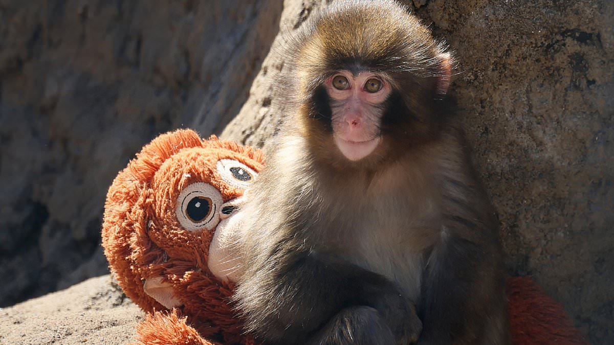 What will happen to Punch the monkey? Scientists reveal the lonely macaque's likely fate as animals in his enclosure continue to reject him